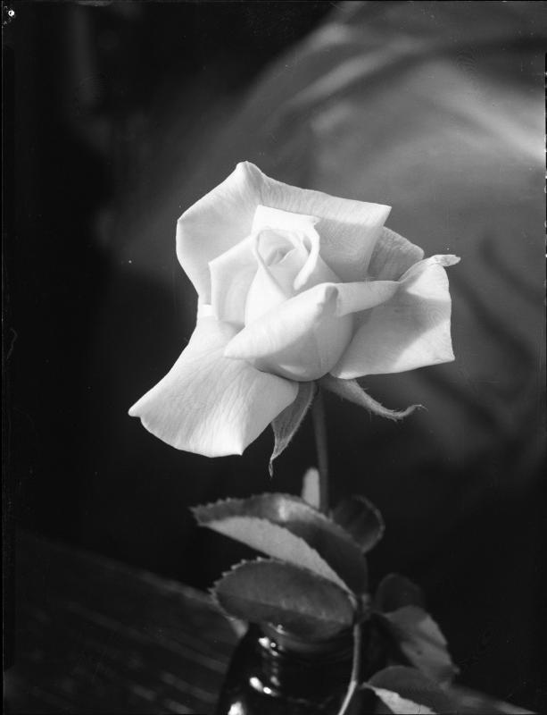 Untitled (rose)