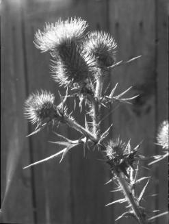 Untitled (thistles)