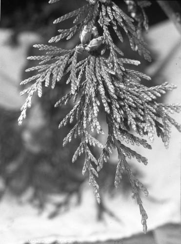 Untitled (budding shrub)