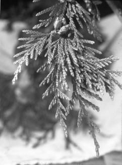 Untitled (budding shrub)