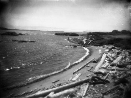 Untitled (driftwood on beach)
