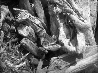 Untitled (accumulated driftwood)