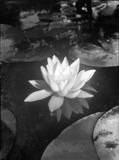 Untitled (water lily)