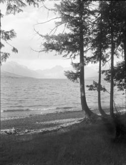 Untitled (trees and beach)