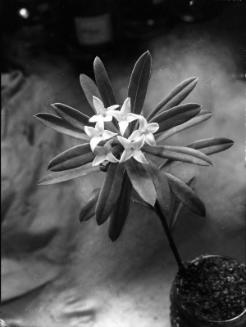 Untitled (flowering plant in jar)