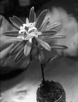 Untitled (flowering plant in jar)