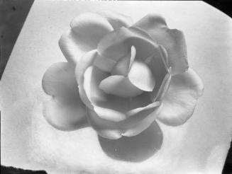 Untitled (rose blossom)