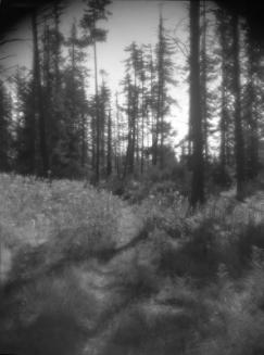 Untitled (footpath through forest)