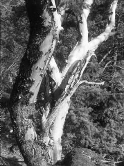 Untitled (peeling birches)