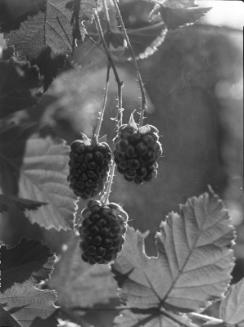 Untitled (hanging blackberries)