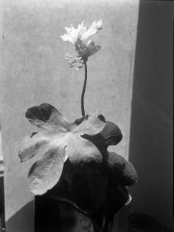 Untitled (plant with large leaves)