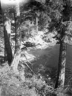 Untitled (treed river bank)