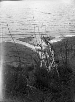 Untitled (reeds on beach)