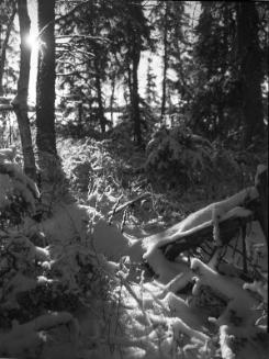 Untitled (snow-covered woods)