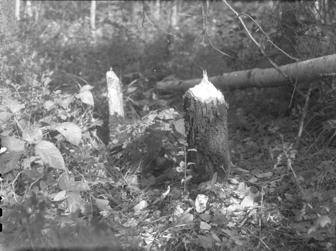 Untitled (gnawed tree stump)