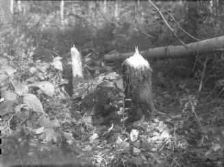 Untitled (gnawed tree stump)
