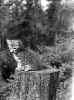 Untitled (cat on tree stump)