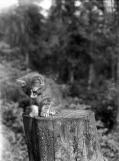 Untitled (cat on tree stump)