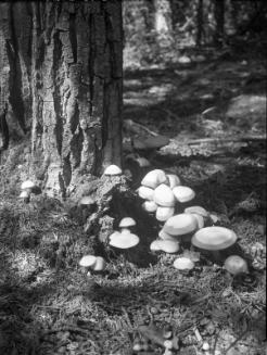 Untitled (wild mushrooms)