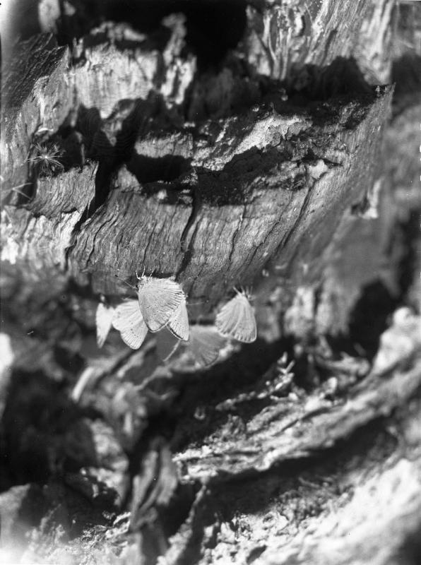 Untitled (butterflies)