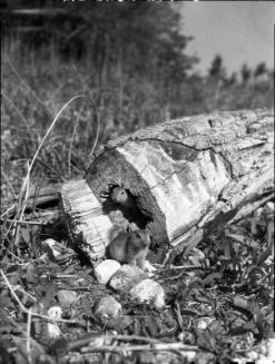 Untitled (two gophers at tree stump)