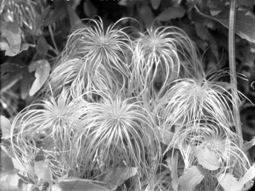 Untitled (yellow clematis)