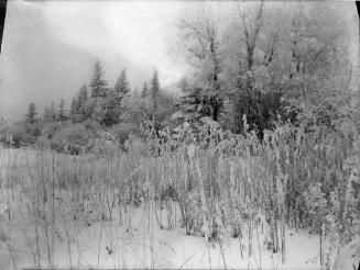 Untitled (snow-covered wooded area)