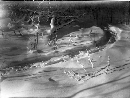 Untitled (footpath through snow-covered brush)