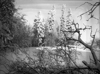 Untitled (snow-covered tree branches and field)