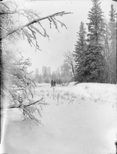 Untitled (people snowshoeing through woods)