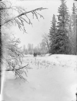 Untitled (people snowshoeing through woods)