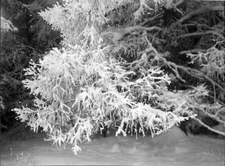 Untitled (branches under snow)