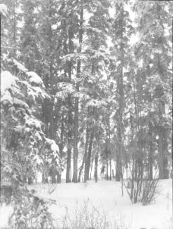 Untitled (winter forest)