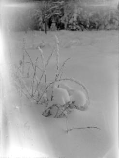 Untitled (snow-covered shrub)