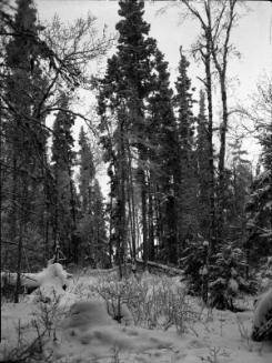 Untitled (forest in winter)