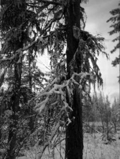 Untitled (snow-covered branches)