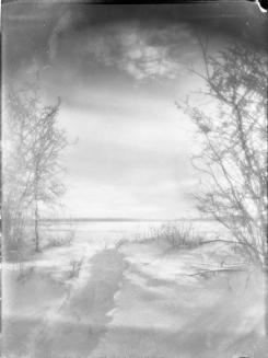 Untitled (snow-covered field with trees)