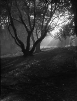 Mist in the Forest