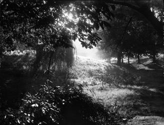 Untitled (park)