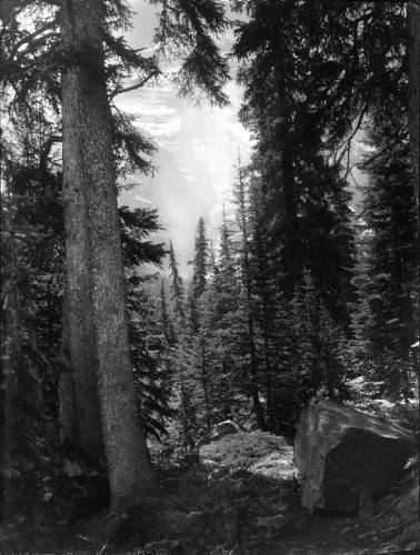 Untitled (forest interior with large boulder)