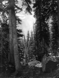 Untitled (forest interior with large boulder)