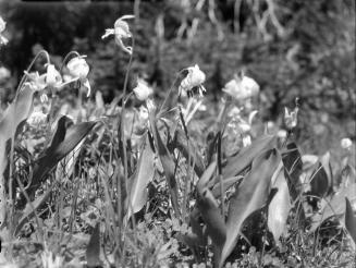 Untitled (field of lilies)