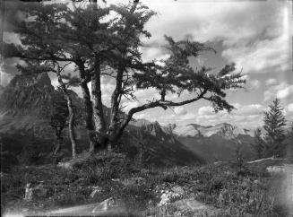Untitled (tree on cliff)