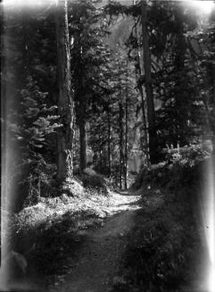 Untitled (forest scene)