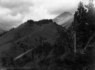 Untitled (trees on hillside)