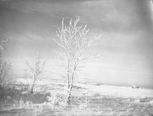 Untitled (prairie in winter)