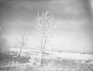 Untitled (prairie in winter)