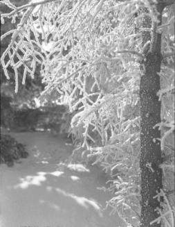 Untitled (snow-covered tree)