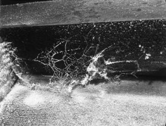 Untitled (frost-covered spider's web)
