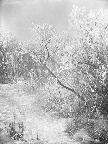 Untitled (frost-covered bushes)